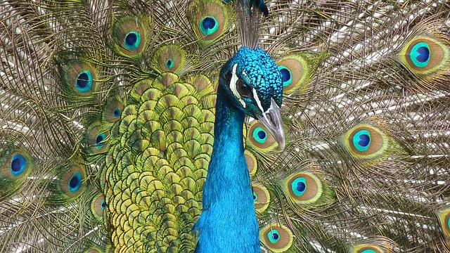 peacock-90051_640